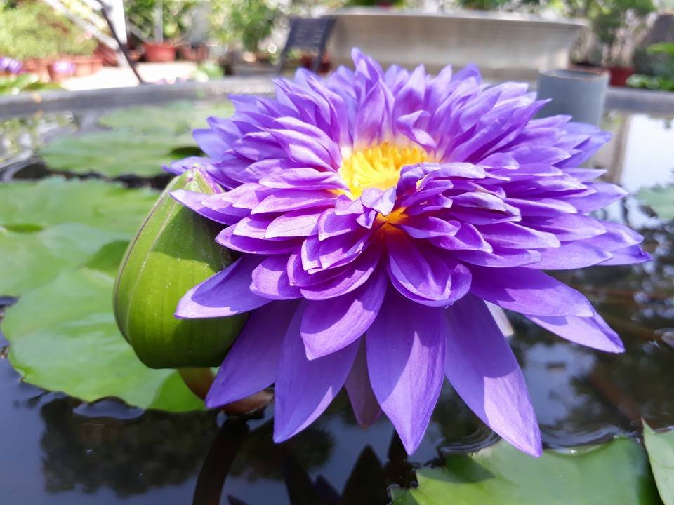 King of Siam