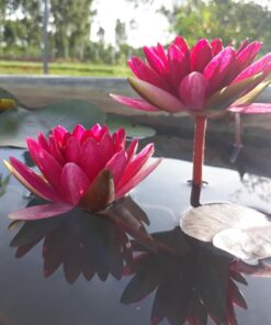 Công Chúa Đen