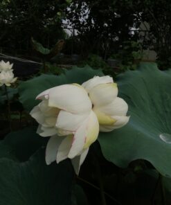 Tịnh Đế