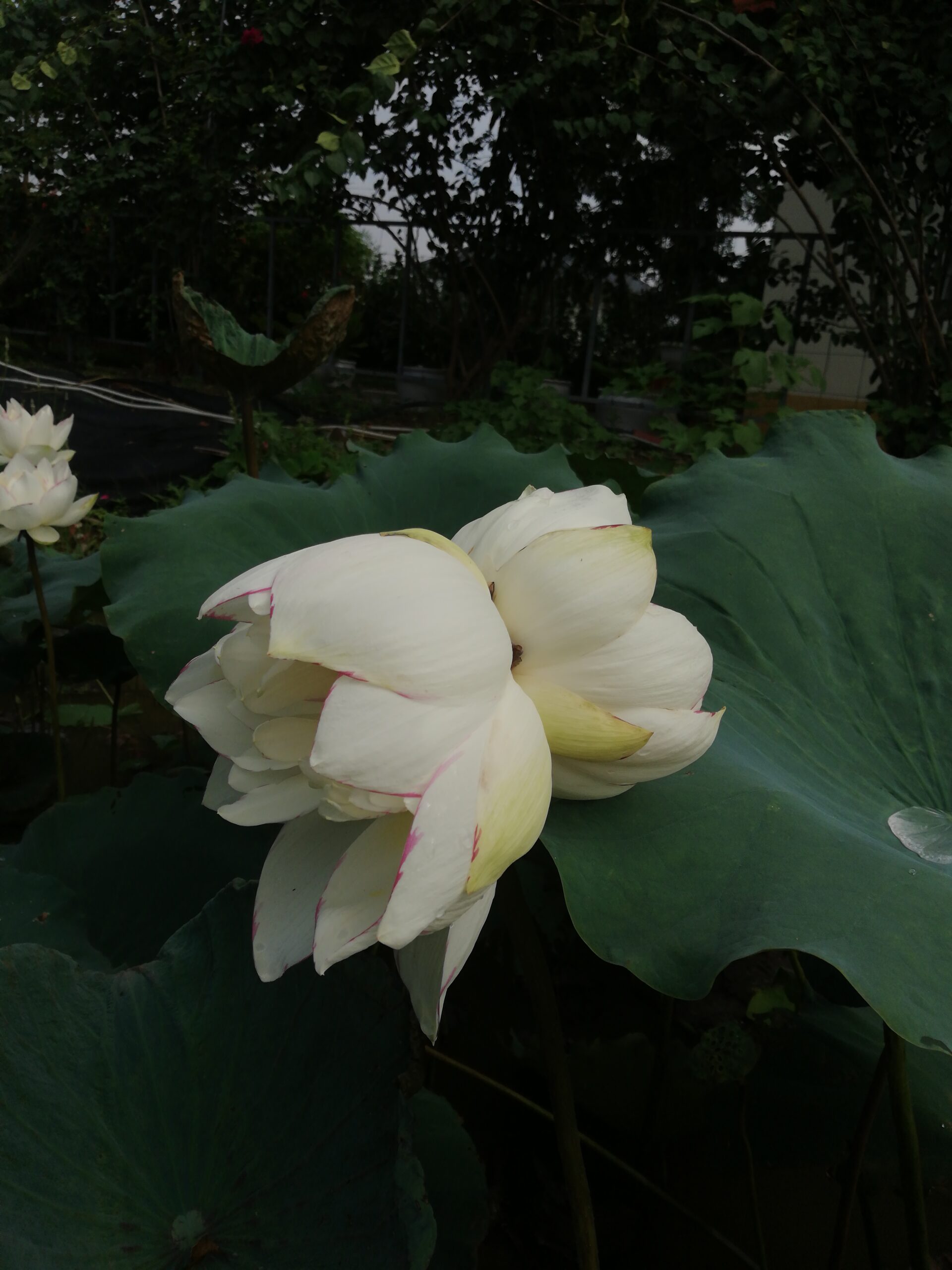Tịnh Đế