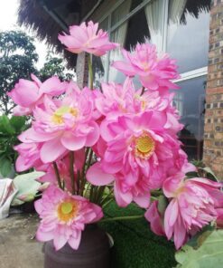 Bách Diệp Hồng (Sen  Hồ Tây )