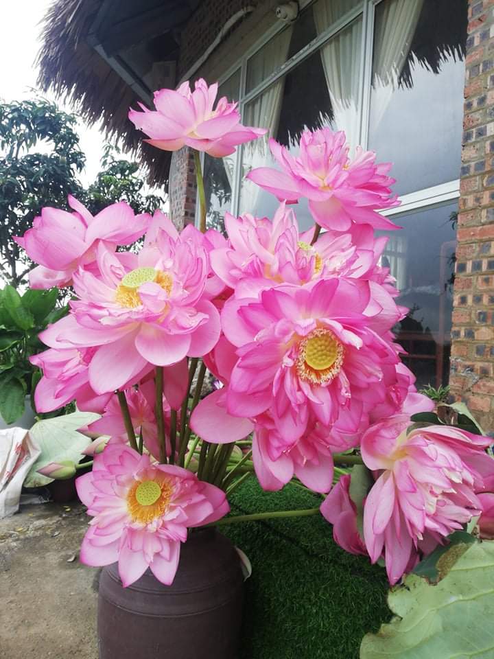 Bách Diệp Hồng (Sen  Hồ Tây )