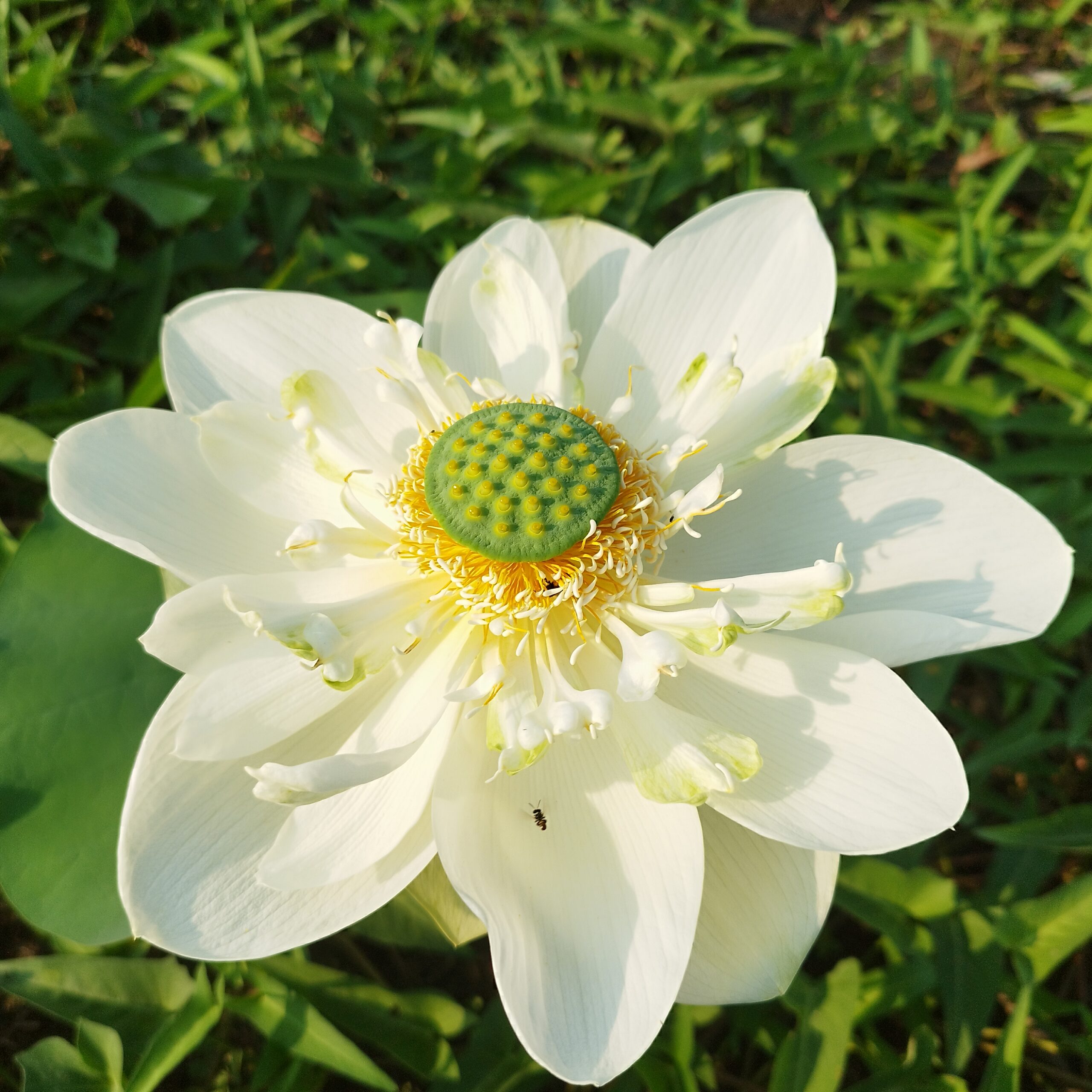 Sữa Dừa