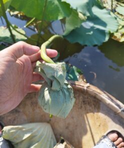 chè ướp Sen Trực tiếp